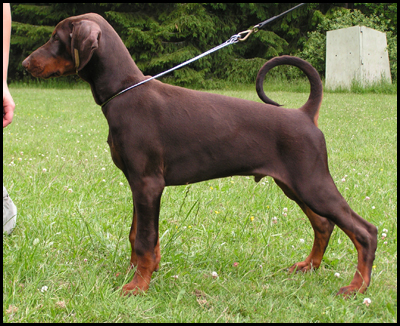 Amirace Fighting-Force | Brown Doberman Pinscher