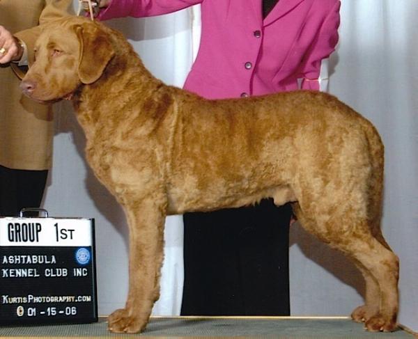 Cal-I-Co Tavernier | Chesapeake Bay Retriever 