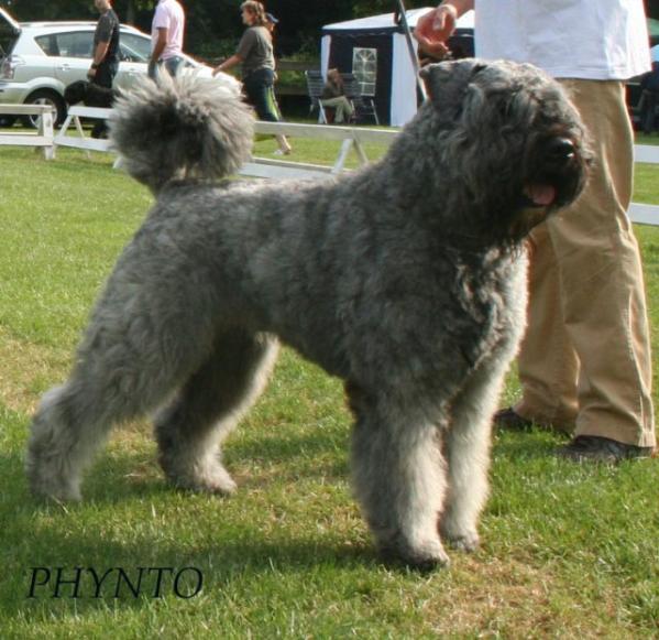 Phynto v. Kasr Anubis | Bouvier des Flandres 