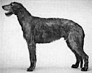 Solstrand Pieter | Irish Wolfhound 