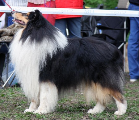 Wicani Starlight Dancer | Rough Collie 