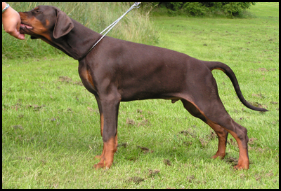 Amirace Funky Fuzz | Brown Doberman Pinscher