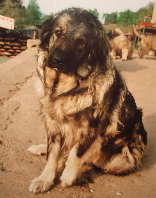 Lara ravangradska | Yugoslavian Shepherd Dog-Sarplaninac 