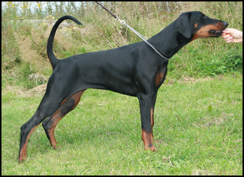 Amirace Faithful-Flair | Black Doberman Pinscher