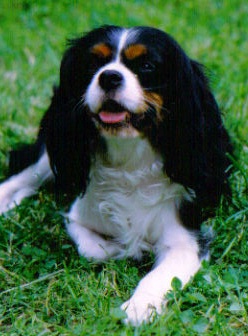 Candie des Marliviers | Cavalier King Charles Spaniel 