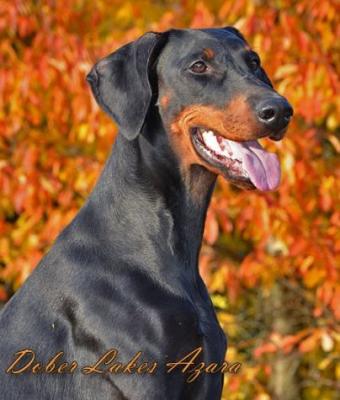 Dober Lakes Azara | Black Doberman Pinscher