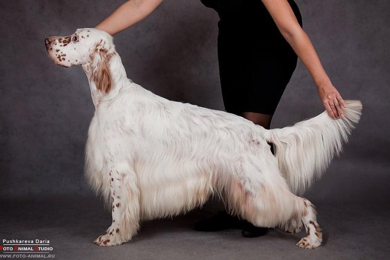 Set’r Ridge’s Straight Flush | English Setter 