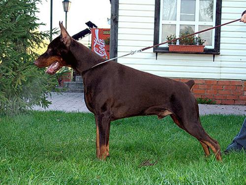 Eria Pro Di Caprio | Brown Doberman Pinscher