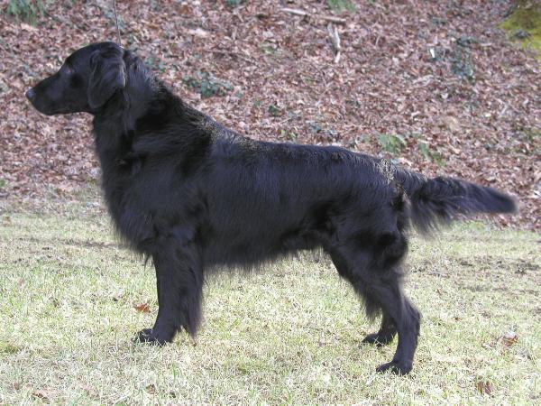 Wyncrest's Good Will Hunting | Flat-Coated Retriever 