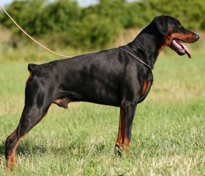 Sylvester Halit Pasa | Black Doberman Pinscher