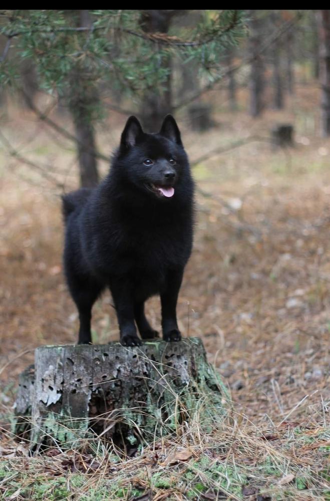 Winterra Disended | Schipperke 