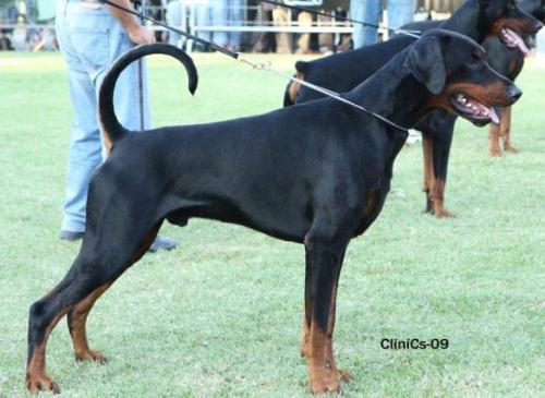 Diragos Idol | Black Doberman Pinscher