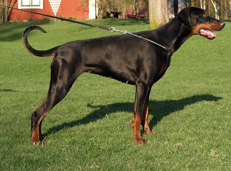 Diragos In Flames | Black Doberman Pinscher