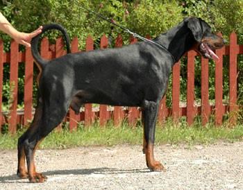 Dobia'co Crezcendo | Black Doberman Pinscher