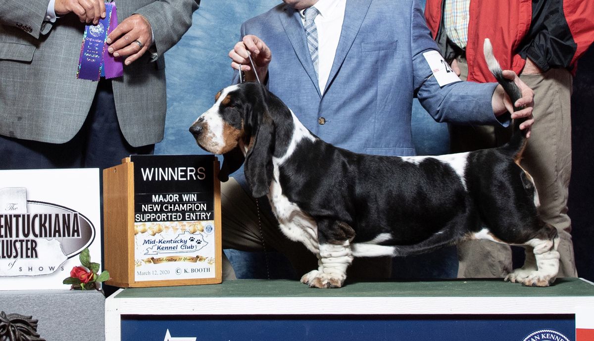 Northwind’s Merry Mabelline of the Ozarks | Basset Hound 