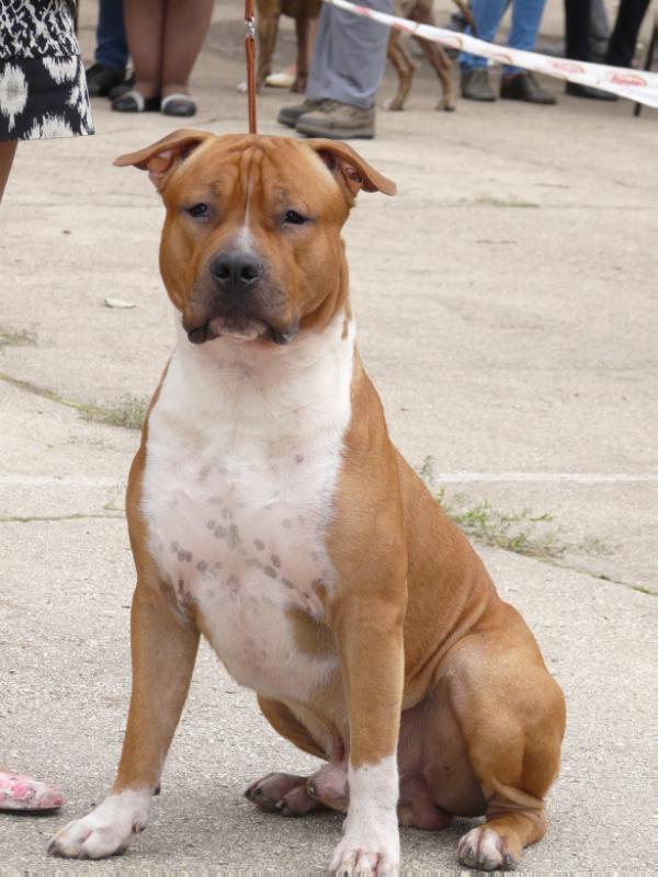 Aston Martin Iz Doma Lankaster | American Staffordshire Terrier 