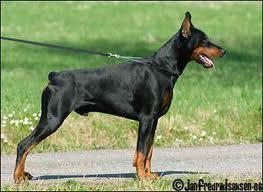 Varvick-Valdo v. Gebrannten Walde | Black Doberman Pinscher