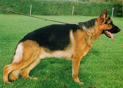 Rambaz von der hohen Erle | German Shepherd Dog 