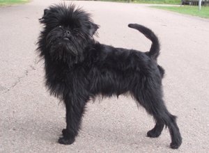 Orlock Darvell | Affenpinscher 