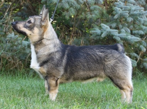 Trident's Zvenne (SWE) | Swedish Vallhund 