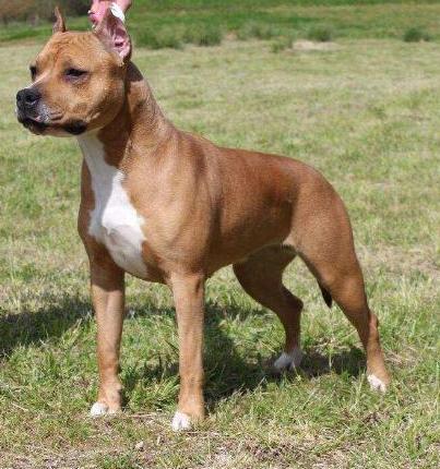 Jcelcruiz Lagentha | American Staffordshire Terrier 
