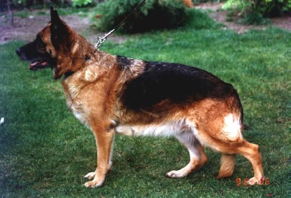 Laura vom Wiesenborn | German Shepherd Dog 