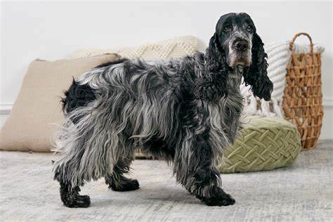 English Cocker Spaniel