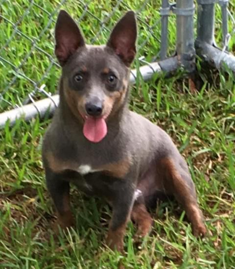 Sweet Magnolia Tucker Of AHK | Teddy Roosevelt Terrier 