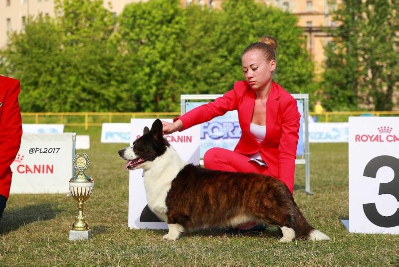 Waggerland On The Spot | Cardigan Welsh Corgi 