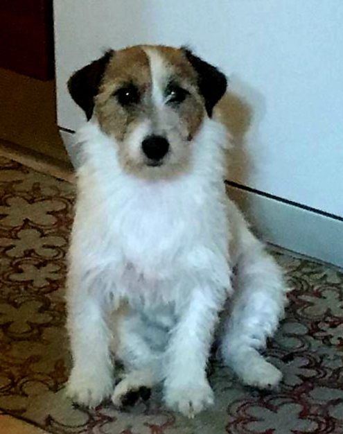 Chira Di Villa Andrei | Jack Russell Terrier 