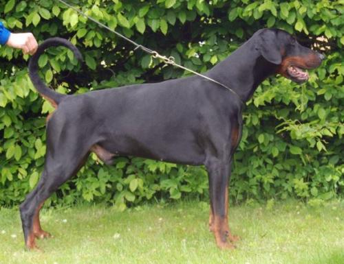 Molecularis Akilles Exor | Black Doberman Pinscher