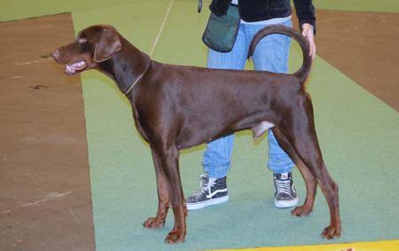 Molecularis Apollon | Brown Doberman Pinscher