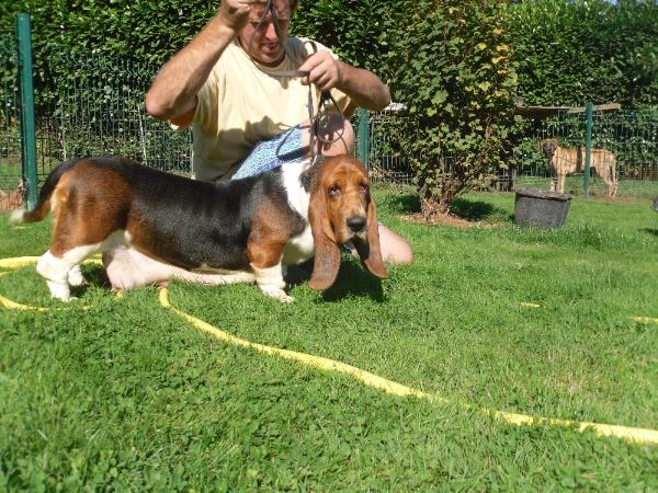 Florika du domaine de sultan | Basset Hound 