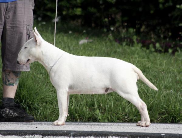 Astrobull Eleutheria i Thanatos | Bull Terrier 