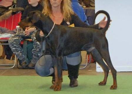 Molecularis Ares | Black Doberman Pinscher