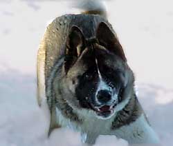 Minda's Tuff Nut To Crack | Akita 