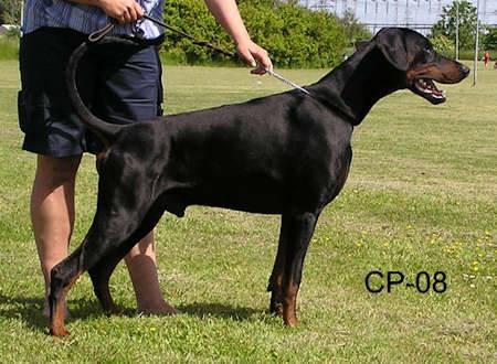 Origo Stamm's Vincent Loudmouth | Black Doberman Pinscher