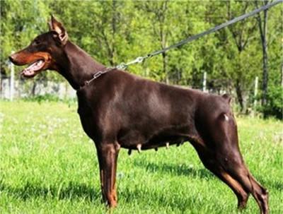 Grandamour v. Hunnoterra | Brown Doberman Pinscher