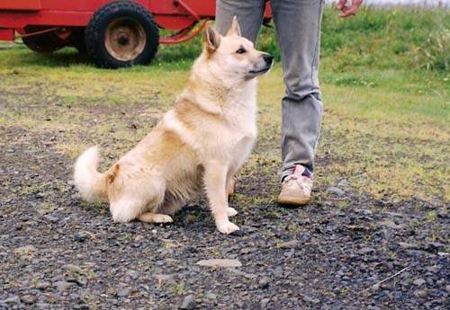 Gerplu Tryggur | Icelandic Sheepdog 