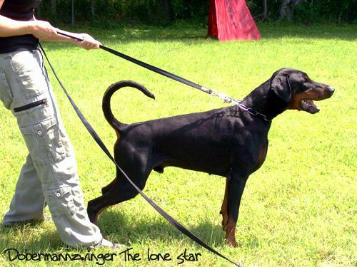 Cougar v. Elbauetal | Black Doberman Pinscher