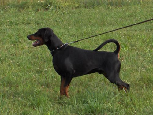 Xandoor v. Klingbach | Black Doberman Pinscher