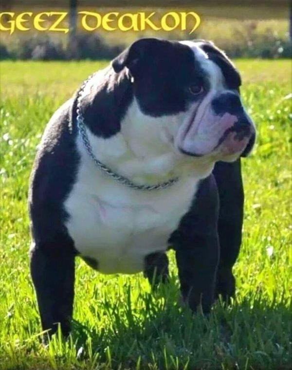 texas geez deakon | Olde English Bulldogge 