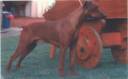 Masterkarn WIND STALKER | German Pinscher 