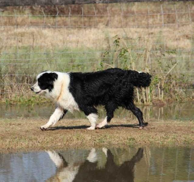 Kerrybrent Poetry N Motion | Border Collie 