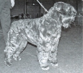 Kyara Daphne v.d. Kuststrook | Bouvier des Flandres 