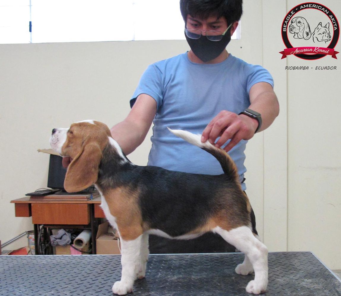 BAHIA ASCARSAN KENNEL | Beagle 