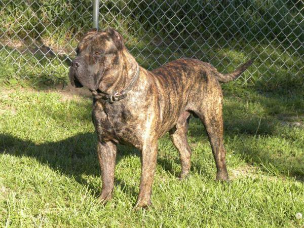 PK - Little Z | Perro de Presa Canario 