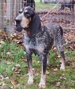 Tornado Alley Blue Sammie | Bluetick Coonhound 