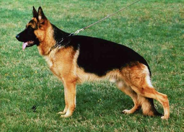 Dax vom Haus Lach | German Shepherd Dog 