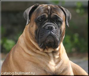 Ever Gold Laion | Bullmastiff 